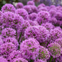 Allium 'serendipity' - cesnak k1l - 6254676 Allium 'Serendipity' 02