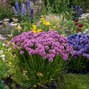 Allium 'serendipity' - cesnak k1l - Allium 'Serendipity'
