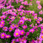 Aster 'alice haslam' - astra - Aster 'Alice Haslam'