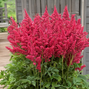 Astilbe 'fireberry'- astilba - Astilbe 'Fireberry'- astilba 1