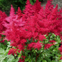 Astilbe 'fireberry'- astilba - Astilbe 'Fireberry'- astilba 2