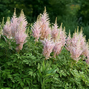 Astilbe 'milk and honey'- astilba - Astilbe 'Milk and Honey'- astilba 1