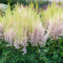 Astilbe 'milk and honey'- astilba - Astilbe 'Milk and Honey'- astilba 2