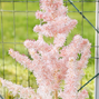 Astilbe 'milk and honey'- astilba - Astilbe 'Milk and Honey'- astilba 3