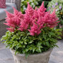 Astilbe 'younique cerise' - astilba - Astilbe 'Younique Cerise' 