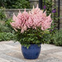 Astilbe 'younique salmon' - astilba - Astilbe 'Younique Salmon'