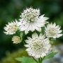 Astrantia 'shaggy' - jarmanka - Astrantia 'Shaggy'