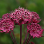 Astrantia 'sparkling stars red' - jarmanka - Astrantia 'Sparkling Stars Red' - jarmanka 1