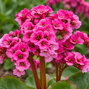 Bergenia 'bressingham ruby' - bergénia - Bergenia 'Bressingham Ruby'