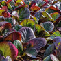 Bergenia 'bressingham ruby' - bergénia - Bergenia 'Bressingham Ruby' 1