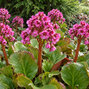 Bergenia cor. 'purpurea' - bergénia - Bergenia cor. 'Purpurea'