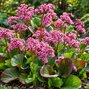 Bergenia 'rotblum' - berg - Bergenia 'Rotblum' 