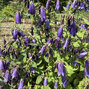 Campanula 'sarastro' - zvonček - Campanula 'Sarastro'