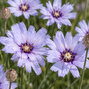Catananche caerulea 'major' - katananka - Catananche caerulea 'Major'