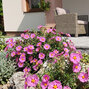 Cistus 'betty taudevin' - cistus - Cistus 'Betty Taudevin'