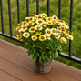Coreopsis 'solar moon' - kráska - Coreopsis 'Solar Moon' - kráska