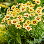 Coreopsis 'solar moon' - kráska - Coreopsis 'Solar Moon' - kráska 1_