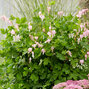 Dicentra 'cupid'  - srdcovka k1l - Dicentra 'Cupid'