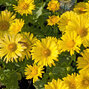 Doronicum 'leonardo compact' - kamzičník - Doronicum 'Leonardo Compact'