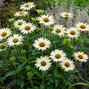 Echinacea 'js ivo's poem' - echinácea - Echinacea 'JS Ivo's Poem'
