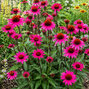 Echinacea 'js stiletto' - echinácea - Echinacea 'JS Stiletto'