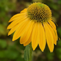 Echinacea 'lakota yellow' - echinácea - Echinacea 'Lakota Yellow' - echinácea 1