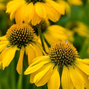 Echinacea 'lakota yellow' - echinácea - Echinacea 'Lakota Yellow' - echinácea 2