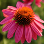 Echinacea 'powwow wild berry' - echinácea - Echinacea 'Powwow Wild Berry' - echinácea 1