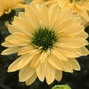 Echinacea 'sunseekers limocello' - echinácea - Echinacea 'SunSeekers Limocello' - echinácea 1