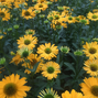 Echinacea 'sunseekers limocello' - echinácea - Echinacea 'SunSeekers Limocello' - echinácea 2