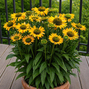 Echinacea 'sunseekers limocello' - echinácea - Echinacea 'SunSeekers Limocello' - echinácea 3