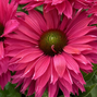 Echinacea 'sunseekers pink grapefruit' - echinácea - Echinacea 'SunSeekers Pink Grapefruit' - echinácea 1_