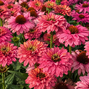 Echinacea 'sunseekers pink grapefruit' - echinácea - Echinacea 'SunSeekers Pink Grapefruit' - echinácea 2