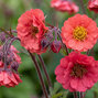 Geum 'flames of passion' - kuklík - Geum 'Flames of Passion' 
