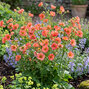 Geum 'tempo coral' - kuklík - Geum 'Tempo Coral' 