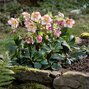 Helleborus 'carlotta' - čemerica k1l - Helleborus 'Carlotta' (1)