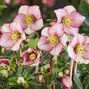 Helleborus 'carlotta' - čemerica k1l - Helleborus 'Carlotta' (2)