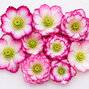Helleborus 'quintessa candy' - čemerica k1l - Helleborus 'Quintessa Candy'
