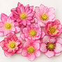 Helleborus 'quintessa pink' - čemerica k1l - Helleborus 'Quintessa Pink' 