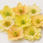 Helleborus 'quintessa sun' - čemerica k1l - Helleborus 'Quintessa Sun'