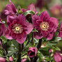 Helleborus 'winter ballet frilly ruby' - čemerica k1l - Helleborus 'Winter Ballet Frilly Ruby'