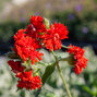 Lychnis 'plena' - kukučka - 9253618 Lychnis chalcedonica 'Plena' 07