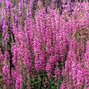 Lythrum 'luminara hot pink' - vrbovka - Lythrum 'Luminara Hot Pink'