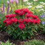 Monarda 'cherry pops' - monarda - Monarda 'Cherry Pops'