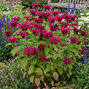 Monarda 'fireball' - monarda - Monarda 'Fireball'