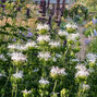 Monarda 'schneewitchen' - monarda - Monarda 'SchneeWitchen'