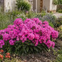 Phlox 'bambini sweet tart' - flox - Phlox 'Bambini Sweet Tart'