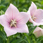 Platycodon 'astra pink' - balónovec - Platycodon 'Astra Pink' detail kvetu 