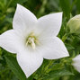 Platycodon 'astra white' - balónovec - Platycodon 'Astra White'  detail kvetu 