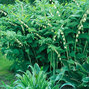 Polygonatum multiflorum - kokorík - _Polygonatum_multiflorum_2
